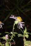 Climbing aster